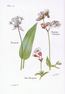 Ramslök, Blås Campion, Sea Campion, 1951 av Bessie D. Inglis