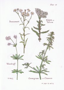 Sneezewort, Milfoil eller Yarrow, Woodruff, Goosegrass eller Cleavers, 1951