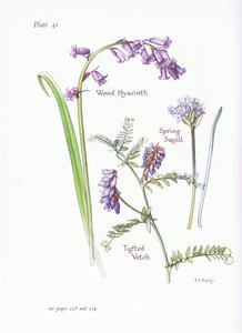 Spring Squill, Wood Hyacinth, Tufted Vicker, 1951 av Bessie D. Inglis