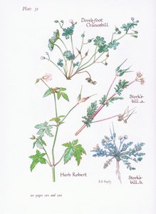 Storks Bill, Doves Foot, Cranesbill, Herb Robert, 1951 av Bessie D. Inglis