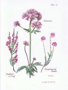 Valerian, Heather or Ling, Cross Leaved Heath, 1951 av Bessie D. Inglis