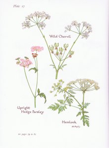 Wild Chevril, Hemlock, Upright Hedge Persilja, 1951 av Bessie D. Inglis