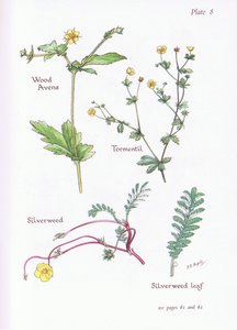 Wood Avens, Tormentil, Silverweed, 1951 av Bessie D. Inglis