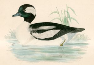 Anka med buffelhuvud av Beverley R. Morris