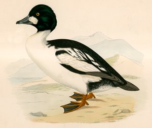 gyllene öga