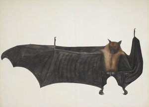 Stor indisk fruktfladdermus, ca. 1777-82. av Bhawani Das