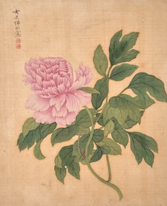Peony från Album of Flowers (tusch och färg på siden)