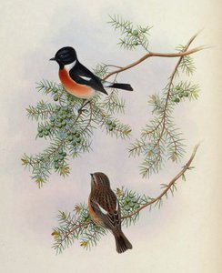 Saxicola maurus indicus, på Juniperus formosana. Från The Birds of Asia (John Gould), volym 4 av BirdsAsiaJohnGoIVGoul_0144.jpg
