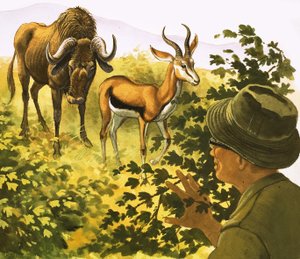Man kikar genom buskar på en Gnu och en antilop