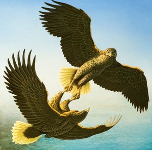 Sea Eagles (gouache på papper)