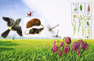 De blommande fälten, med bland annat grå sädesärla, röd kardinalbagge, fältsork och olika sorters gräs och växter