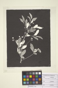 Huckleberry (bläck på papper)