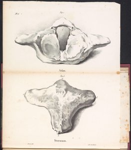 Atlas och bröstben av valen, 1827 Atlas / Sternum (titel på objekt)
