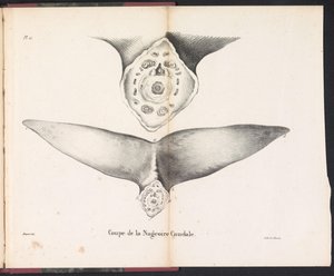 Tvärsnitt av valens stjärtfena, 1827 Coupe de la Nageoire Caudale (titel på objekt)