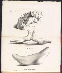 Tre delar av valens hyoidben, 1827 Os du Rocher / Os Hyoid / Corne de l