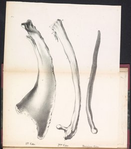 Tre revben av valen, 1827 1st Côte / 2me Côte / Derniere Côte (titel på objekt)