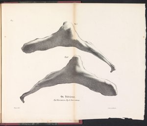 Valens höftben, 1827 Os Pelviens (titel på objekt)