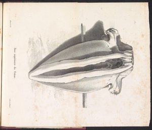 Valskalle, 1827 Face supérieure du Crâne (titel på objekt)