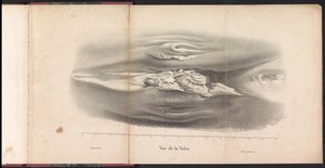 Whales kvinnliga könsorgan, 1827 Vue de la Vulve (titel på objekt)