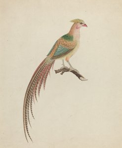 Guldfasan (Chrysolophus pictus)
