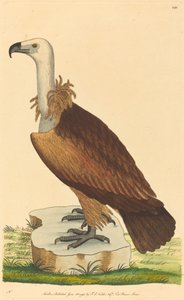 Alpgammen