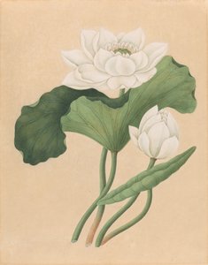 East Indian Lotus (Nelumbo nucifera)