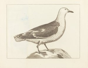 Sjöfågel av British 19th Century