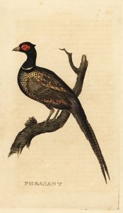 Vanlig fasan, Phasianus colchicus av British School
