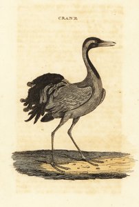 Demoiselle trana, Grus virgo av British School