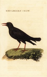 Rödnäbbchough, Pyrrhocorax pyrrhocorax av British School