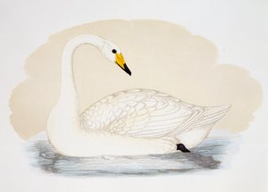 Vild svan (Cygnus cygnus), gravyr, Storbritannien av British School