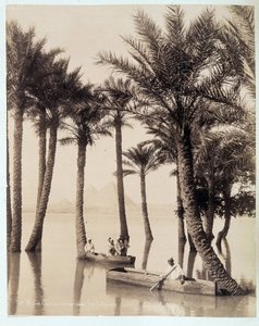 En palmlund vid foten av pyramiderna i Egypten - fotografi av bröderna Zangali, sent 1800-tal