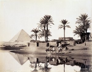 Kameler som dricker vid foten av pyramiderna i Egypten - fotografi av bröderna Zangali, sent 1800-tal