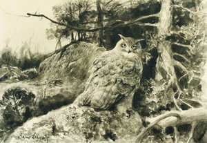Berguv (Eagle Owl) Bubo Bubo