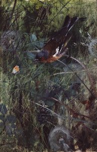 Bofink av Bruno Andreas Liljefors