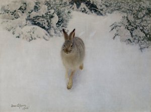 Hare på vintern av Bruno Andreas Liljefors