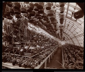 Orkidéer i ett växthus på Helen Gould-gården (sen Jay Goulds bostad) i Tarrytown, New York, 1894 (silvergelatintryck) av Byron Company