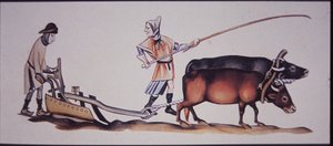 Medeltida män som plöjer med oxar, från en scen från Luttrell Psalter (färg litho)