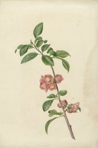 Blommande gren japanska körsbär av C.J. Kruimel