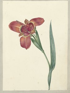 Blomma som heter Ferraria Tigrina av C.J. Kruimel