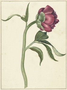 Blomma av pionen av C.J. Kruimel