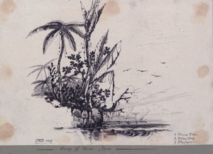 Grupp av träd.... Java. 1. Kakaoträd, 2. Palmträd, 3. Groblad av C.W. Browne