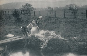 Fårklippning, 1910 av C. Reid