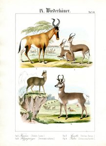 Afrikanska idisslare på savannen