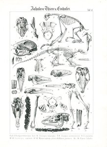 Anatomisk illustration av edentater och hästdjur