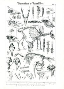 Anatomisk illustration av idisslare och sälar