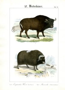 Europeisk bisonoxe och myskoxe