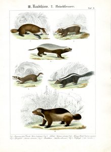 Mustelid köttätare av C. Roth