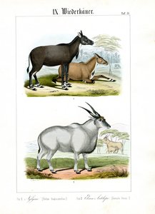 Nilgai- och Eland-antiloper