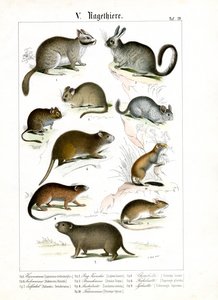 Gnagare från olika världsdelar